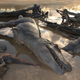 Artist’s impression of the tyrannosaurs shortly after being killed in a flood and washed into a nearby lake. A Deinosuchus alligator is shown n in the background.